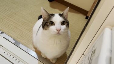 定期的にお父さんが溺れていないか心配になる猫【ひのき猫】