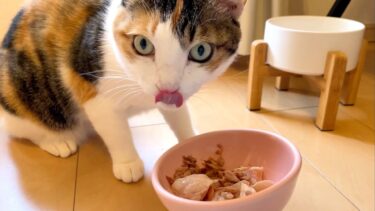 猫の体調不良・嘔吐・食べ残し・フードロスをまとめて改善したペットの食事の考え方【ぽてとチャンネル】