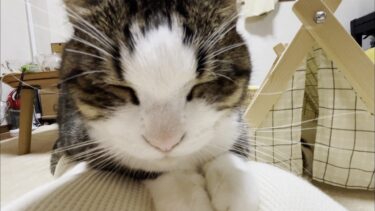 休日、一人になると猫を集めてまったりするお母さん【ひのき猫】