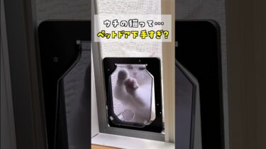 ペットドアを使うのが下手すぎる猫！ #ポムしま【ポムさんとしまちゃん / ねこべや】