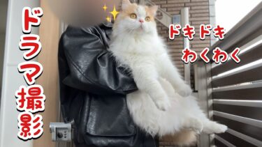 ドラマ撮影が来て意外とたのしそうな猫が可愛すぎました！【猫のレモンちゃんねる】