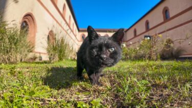 お城の中庭の管理人は黒猫ちゃん【感動猫動画】