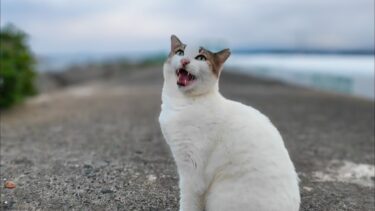 防波堤の上の猫ちゃん、撫でると返事をしてカワイイ【感動猫動画】