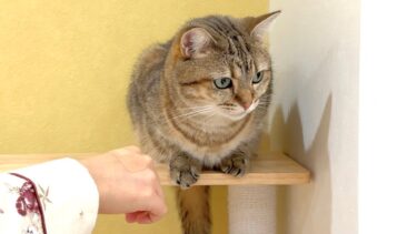 猫に噛まれた手を見せたら目を逸らされました…笑【ポムさんとしまちゃん / ねこべや】