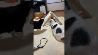 野次馬、いや、野次猫、いや、野次和菓子【ひのき猫】