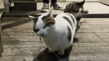 これでも隠れているつもりの太めの猫【ひのき猫】