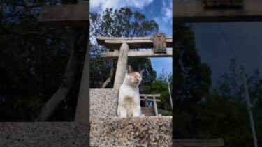 神社にいた三毛猫ちゃん【感動猫動画】