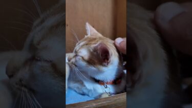 【猫旅館】猫起きた!【感動猫動画】