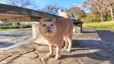 公園のベンチの下に猫がいました【感動猫動画】