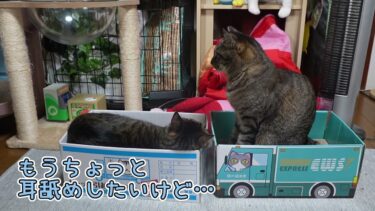 だんだん引き際がわかってきた猫☆今日も耳舐めに精を出すガーちゃんごまかし方もうまくなってきた！？　【リキちゃんねる　猫動画】 キジトラ 猫のいる暮らし