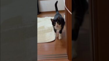 「  聞いて聞いて、私の鼻ピーピー」【ひのき猫】