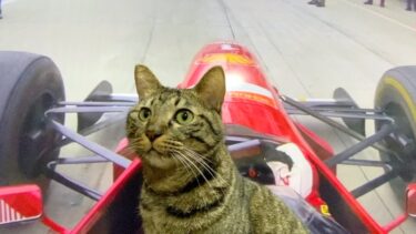 猫を初めてF1に乗せてみた【てん動画】