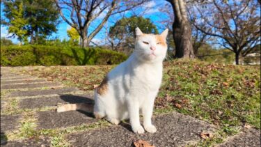 公園の猫ちゃん、いつもの東屋に向おうとしたけど犬がいたので固まる【感動猫動画】