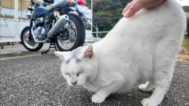 会うとすぐ後ろを向いて腰トントンを要求する港の猫ちゃん【感動猫動画】