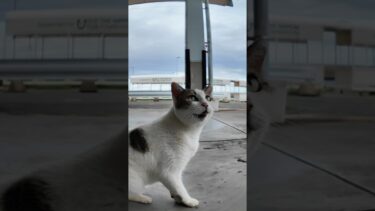 会うと必ず挨拶してくる漁港の猫【感動猫動画】