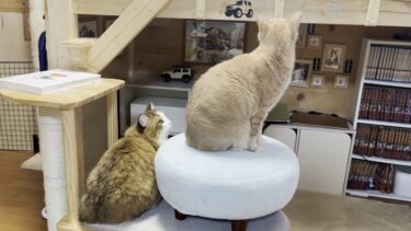 仲良くしたいだけなのにストーカーに勘違いされてる猫【ひのき猫】