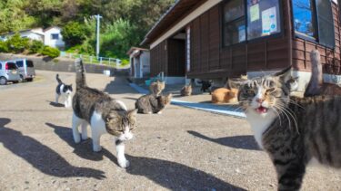 猫島に着いてフェリーを降りるとたくさんの猫が出迎えてくれて楽しい【感動猫動画】