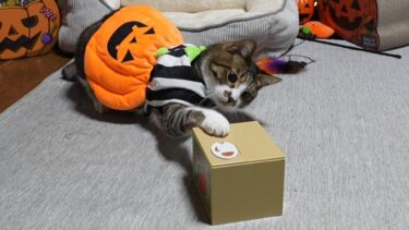 謎の手と戦う猫☆ゴマちゃんの特技！貯金箱のボタンを器用に押せるよ！～ハロウィン2024～ 【リキちゃんねる　猫動画】 キジトラ 猫のいる暮らし