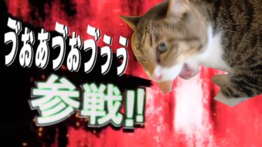 爆笑おもしろすぎる猫全員参戦！！【てん動画】