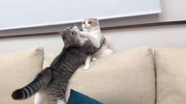 大好きな弟にハグしようとしたら拒否された兄猫がこうなっちゃいました…www【もちまる日記】