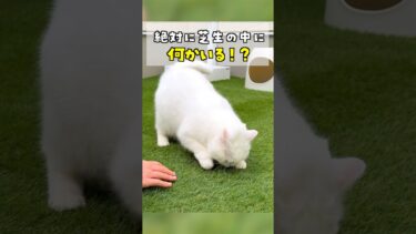 猫が芝生をホリホリして大変です…！ #ポムしま【ポムさんとしまちゃん / ねこべや】