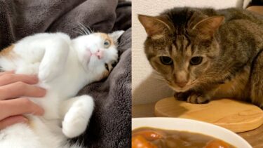 虎視眈々とカレーを狙う猫と返事をしてくれる甘えん坊猫【ぽてとチャンネル】