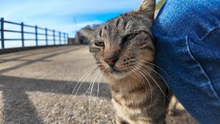 猫島の猫居住地区の端っこの猫ちゃんはここまで人が来る事が滅多にないので人が来たら喜んで甘えてきます【感動猫動画】