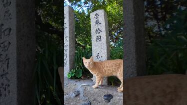 神社の参道にいた茶トラ猫ちゃんがカワイイ#猫【感動猫動画】