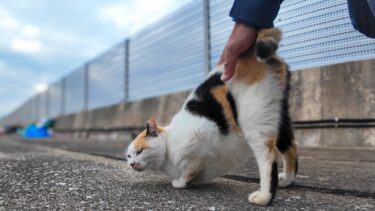 漁港のハートマークの三毛猫ちゃんは腰トントンが好き【感動猫動画】