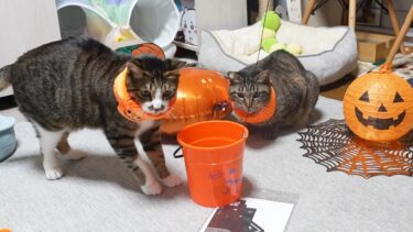 ハロウィンバケツで遊ぶ猫たち☆性格でそれぞれの反応が違いすぎて面白かわいい！　【リキちゃんねる　猫動画】 キジトラ 猫のいる暮らし