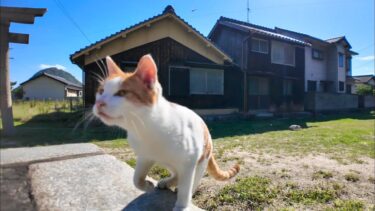 猫島の鳥居の前の石段に座ると猫が隣に座ってきた【感動猫動画】