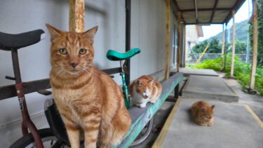 昼休みは体育館裏に集まる茶トラ猫小学校の生徒たち【感動猫動画】