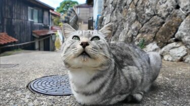 猫島の漁港の街の路地裏で座っていた猫たちをナデナデしてきた【感動猫動画】