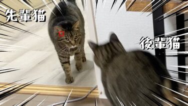 先輩猫と後輩猫のオヤツ争奪戦が勃発！！【てん動画】