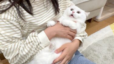 外から帰ってきた白猫の手が真っ黒になっていました…！【ポムさんとしまちゃん / ねこべや】