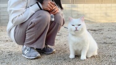 今年最後の散歩が楽しすぎて帰宅を全力拒否してくる…！【ポムさんとしまちゃん / ねこべや】