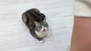 イタズラしても可愛く泣けば何でも許されると思ってる猫が可愛すぎましたw【もちまる日記】