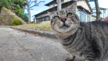 公園の入口でちょっと太めのキジトラ猫ちゃんがモフられにきた【感動猫動画】