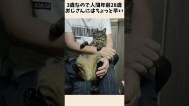 的確に返事する猫☆赤ちゃん気分な大きな猫に話しかけてみた　【リキちゃんねる　猫動画】 キジトラ 猫のいる暮らし