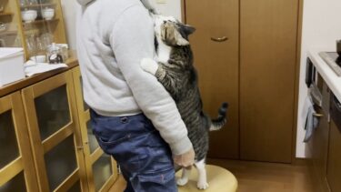 怒られたことなんてすぐに忘れて甘える猫【ひのき猫】