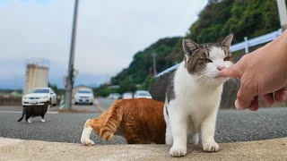 漁港の舟の墓場に遊びに来た隣の縄張りの猫たち、微妙に逃げる【感動猫動画】