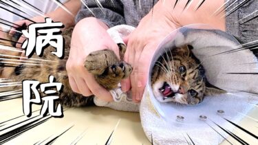 動物病院だと気付いた瞬間に猫が大激怒して大暴れ…【てん動画】