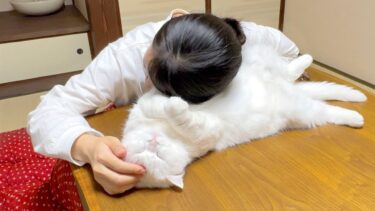 妹がこたつで猫吸いキメてました…笑【ポムさんとしまちゃん / ねこべや】