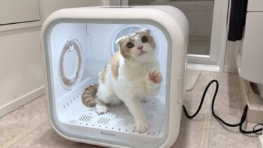 お風呂上がりの猫を初めてドライヤーハウスに入れてみたらまさかのこうなりました…【もちまる日記】