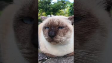 撫でられても無表情な公園の猫【感動猫動画】