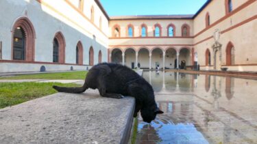 お城の中庭の管理人猫、毎日厳しい水質チェックも行っています【感動猫動画】