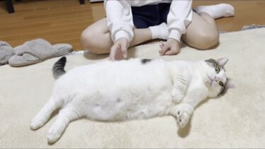 娘に「どうぞご自由にお使いください」とお腹を差し出す猫【ひのき猫】