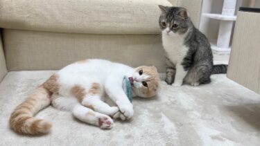 ぬいぐるみに夢中な弟にかまってもらえない兄猫が凹んでこうなっちゃいました…【もちまる日記】