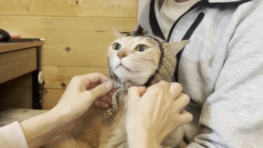 猫用帽子をかぶると電池切れみたいになる猫【ひのき猫】