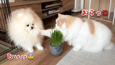 やさしかった愛猫が理性を失い豹変して困っています…【猫のレモンちゃんねる】